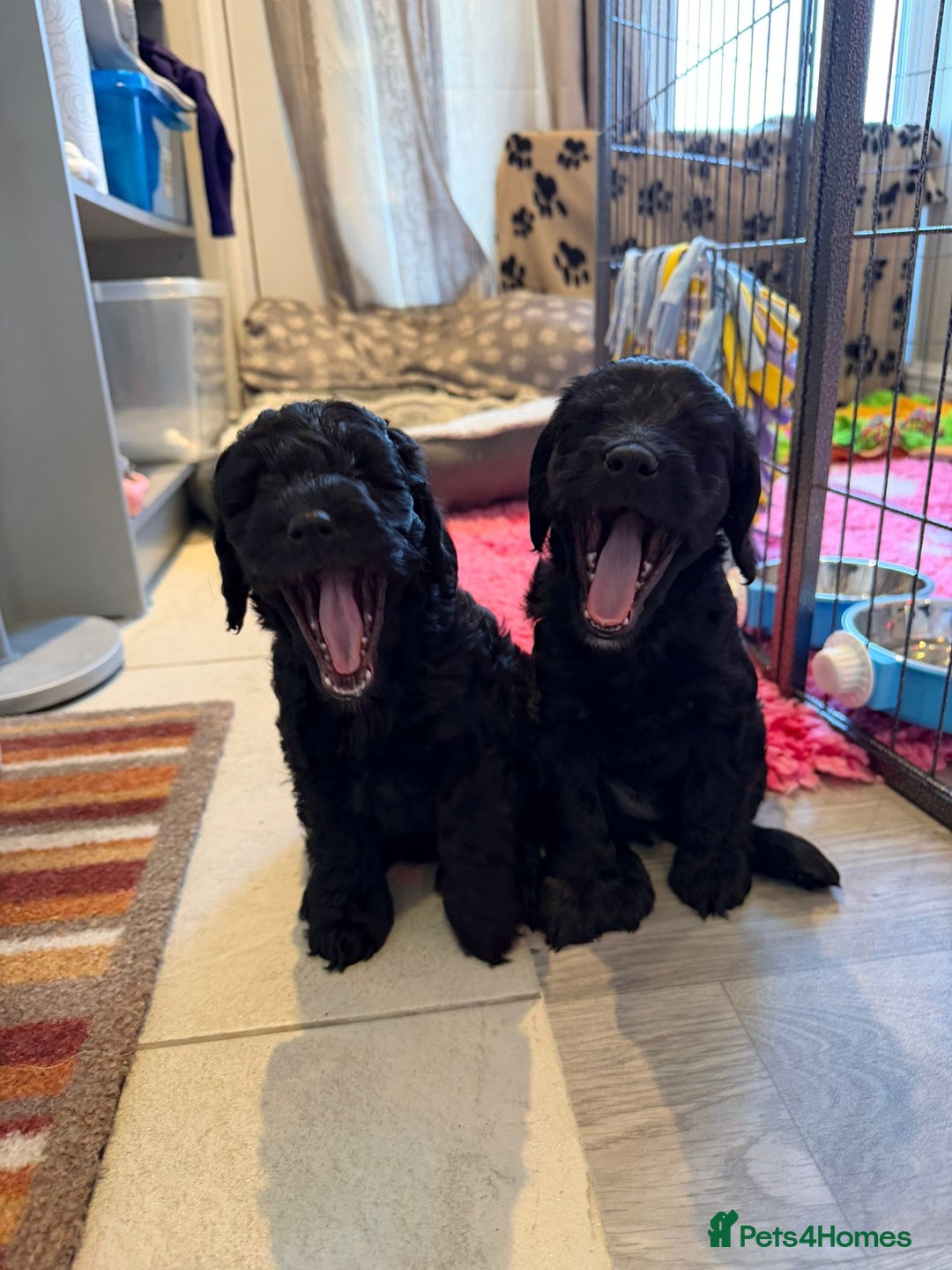 Cockapoo dogs for sale: F1b Cockapoo Puppies (One boy left) - Advert 22