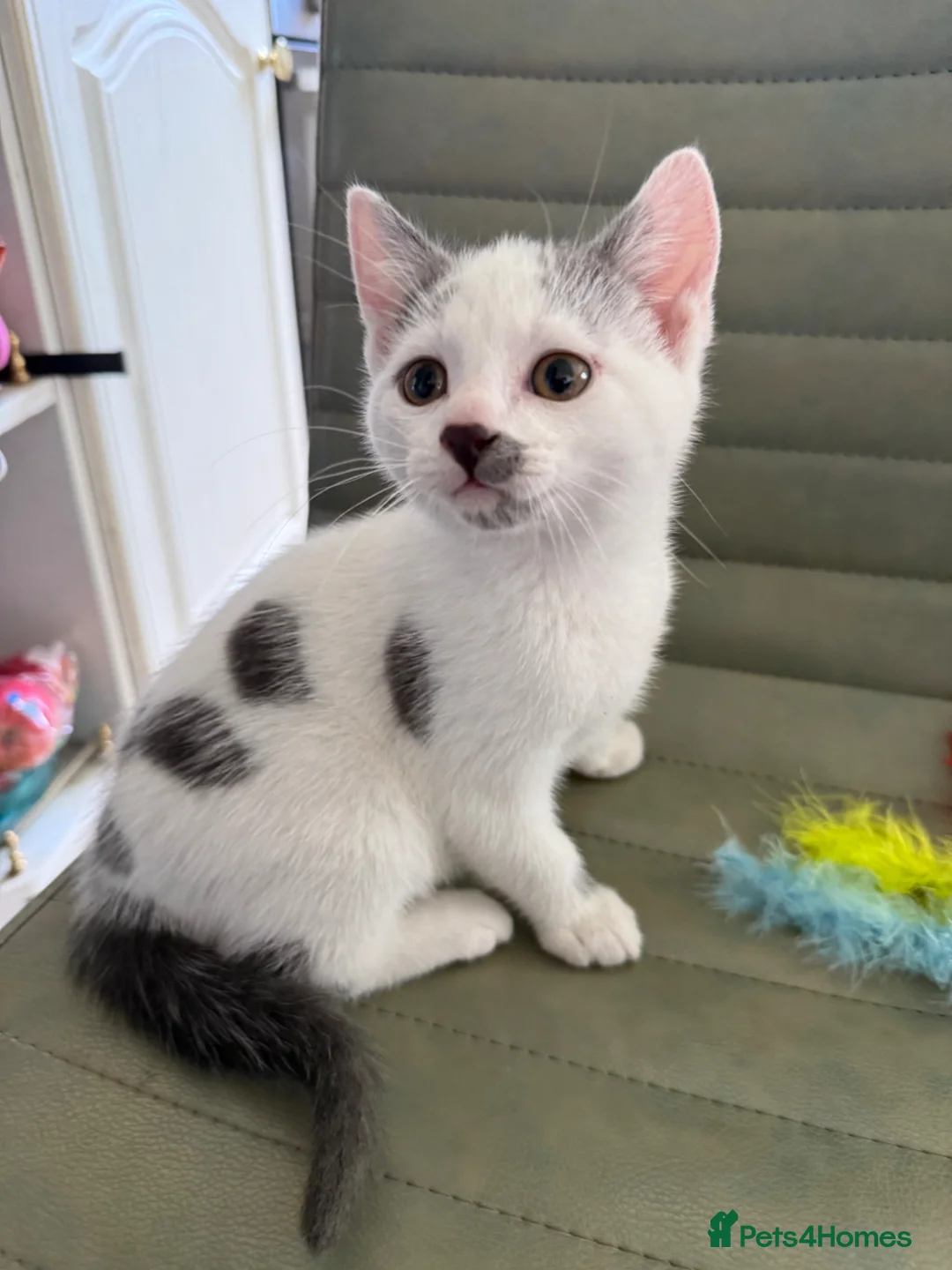 Mixed Breed cats for sale: Kittens Ready Now - Advert 1