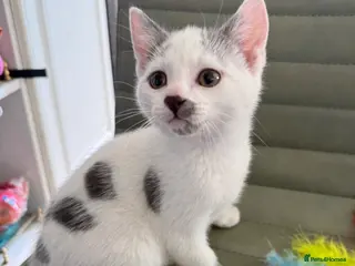 Mixed Breed cats Kittens Ready Now - Advert 1