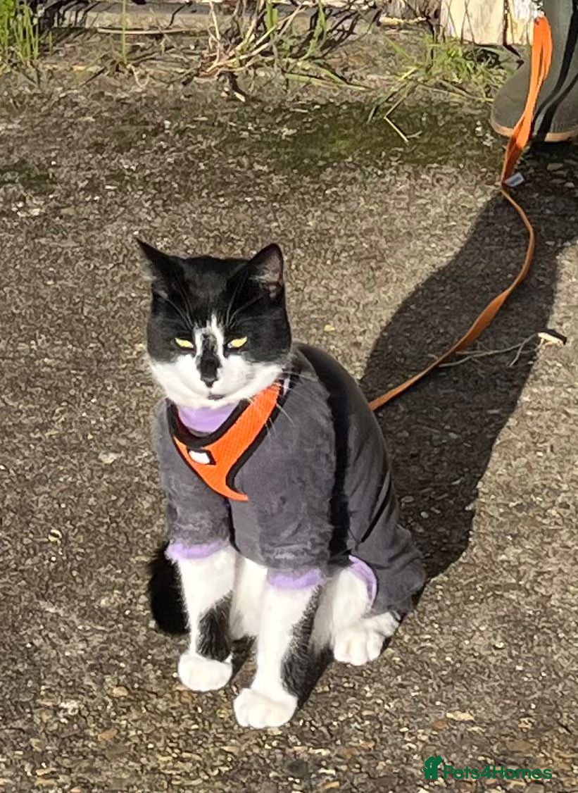 Mixed Breed cats Little lady rescue cat waiting 6 months so far - Advert 1