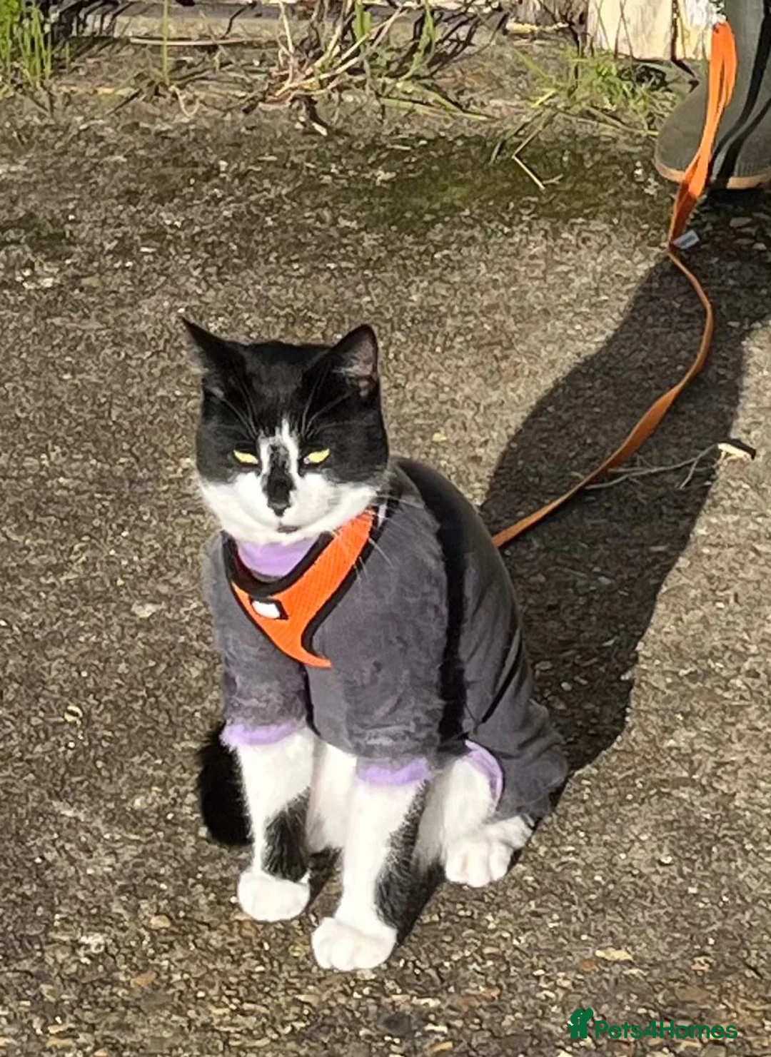 Mixed Breed cats for adoption: Little lady rescue cat waiting 6 months so far - Advert 1