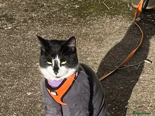 Mixed Breed cats Little lady rescue cat waiting 6 months so far - Advert 1