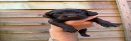 Sprocker dogs for sale: Kc Cocker spaniel / sprocker spaniel 10 pups - Advert 4
