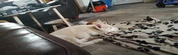 Siberian Husky dogs for sale: Husky bitch in Shipston-on-Stour - Advert 6