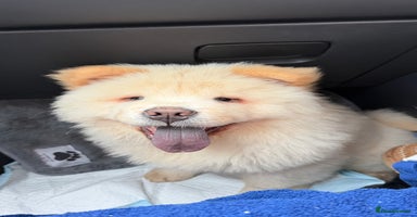 Chow Chow dogs - Advert 2