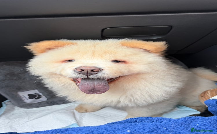 Chow Chow dogs - Advert 13