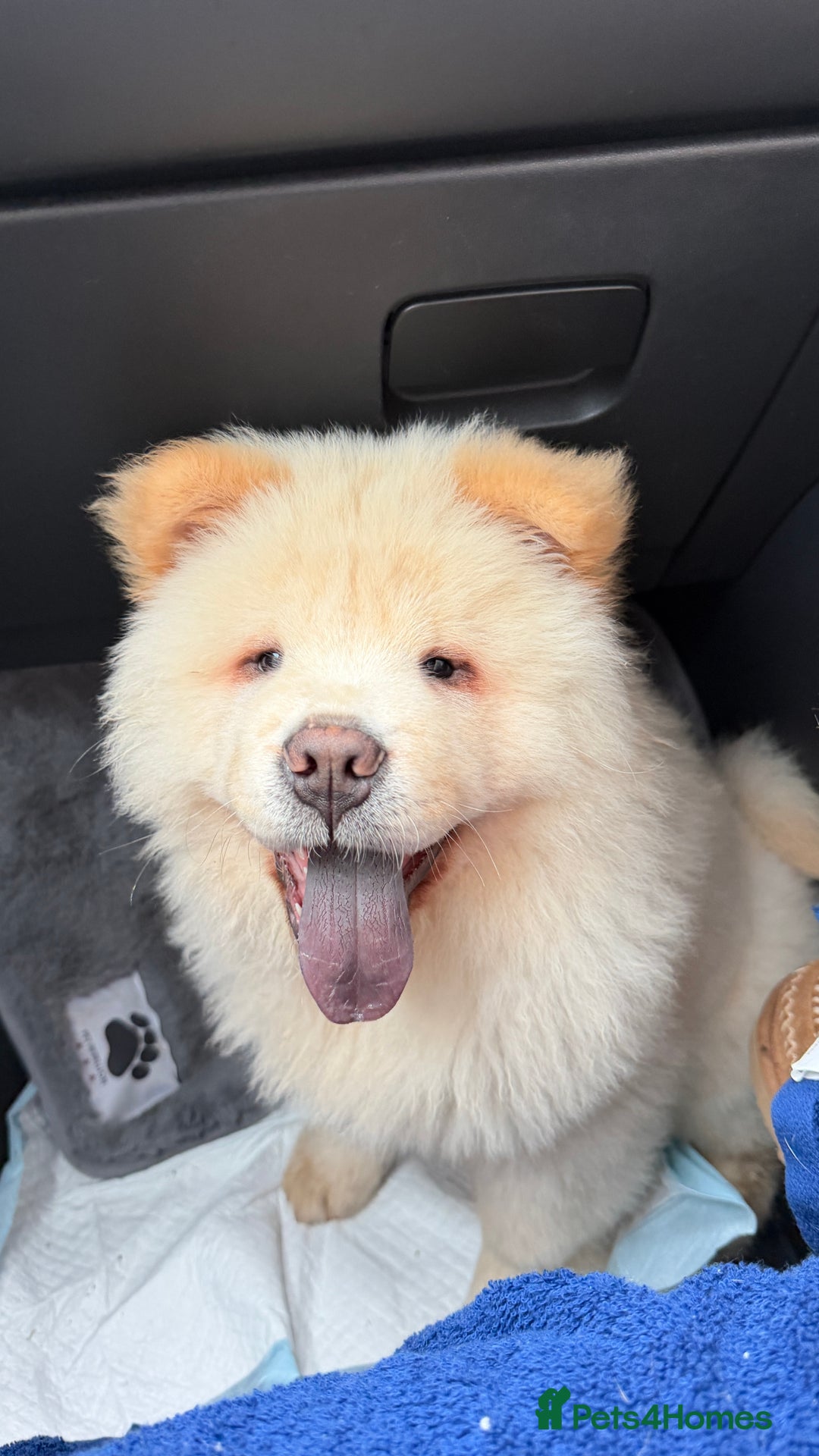 Chow Chow dogs for adoption: Adorable Elsa is ready for her Forever Home!  - Image 1