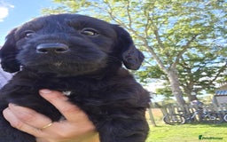 Labradoodle dogs for sale: 7 Miniture labradoodles  - Image 10