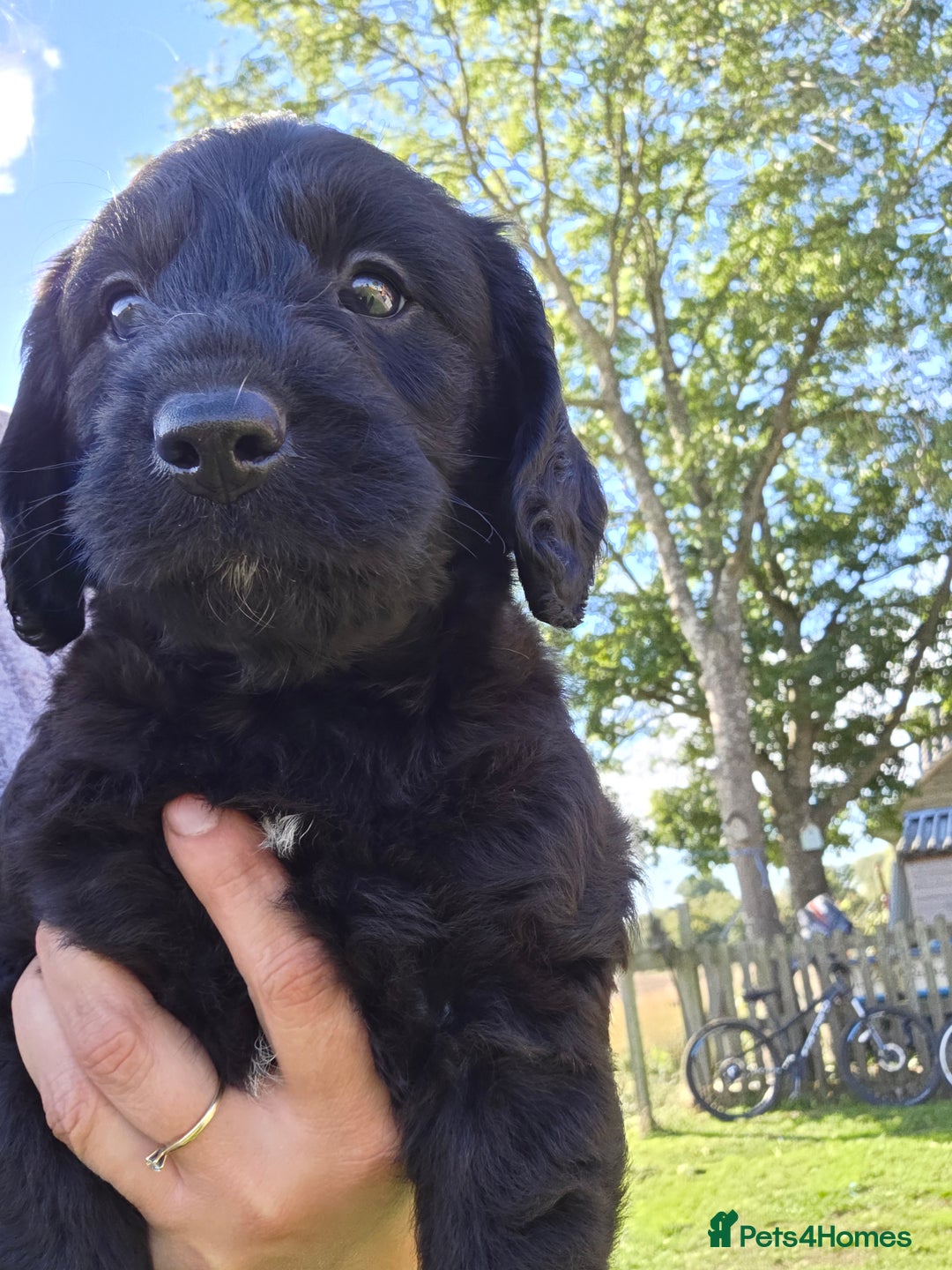 Labradoodle dogs for sale: 7 Miniture labradoodles  - Image 10