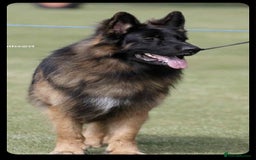 German Shepherd dogs for stud: HEALTH TESTED KC REG LONGCOAT-PROVEN STUD - Image 2