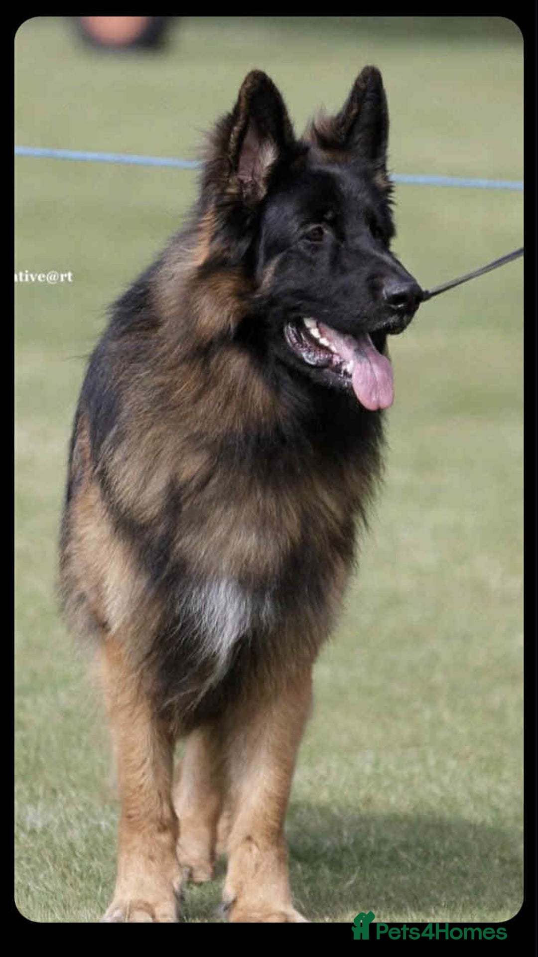 German Shepherd dogs for stud: HEALTH TESTED KC REG LONGCOAT-PROVEN STUD - Image 2