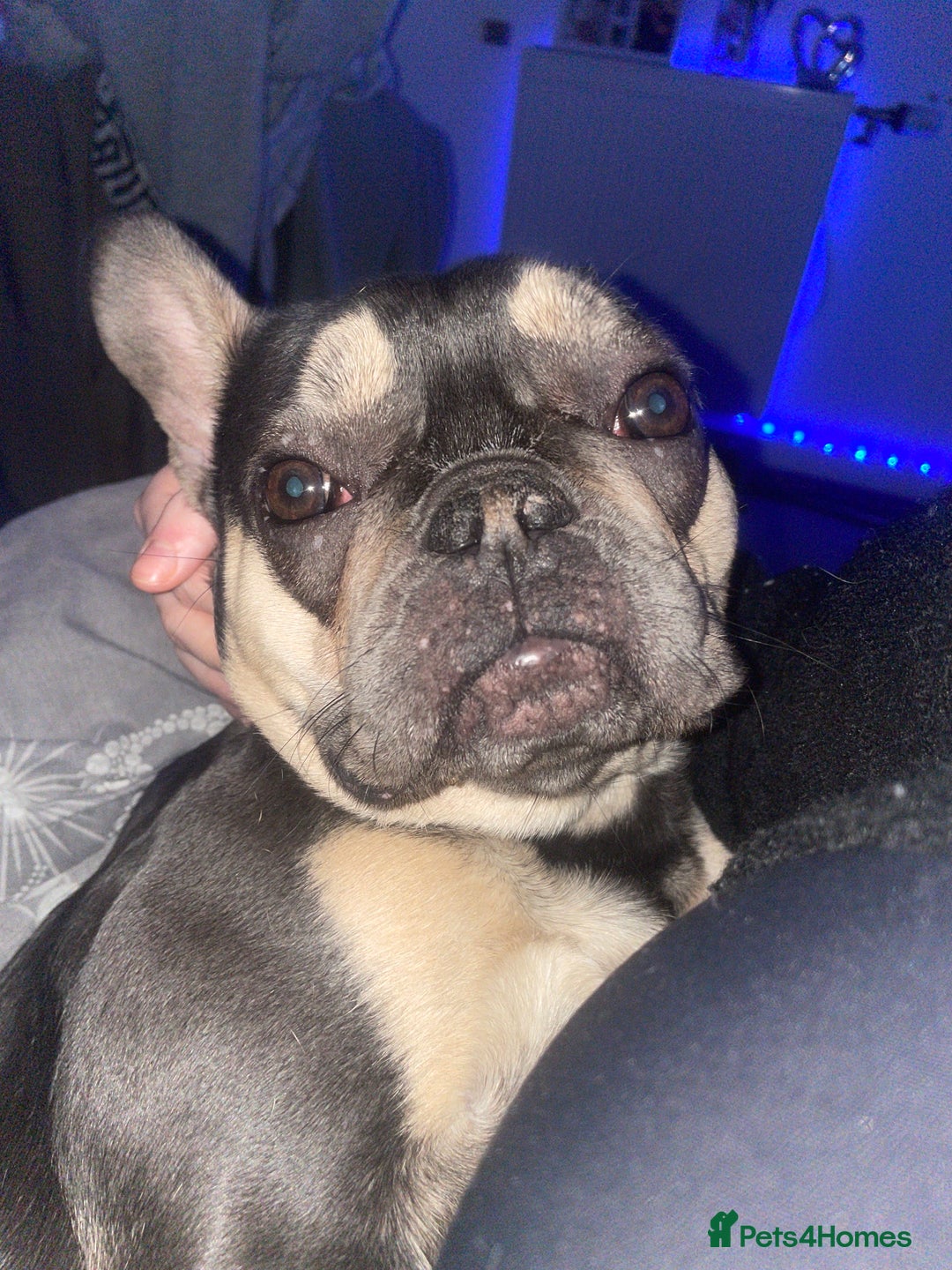 French Bulldog dogs for sale: French bulldog - Advert 2