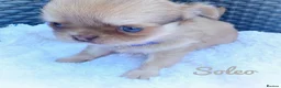 Chihuahua dogs for sale: Chihuahua puppies lilac merle Russian lines - Advert 7