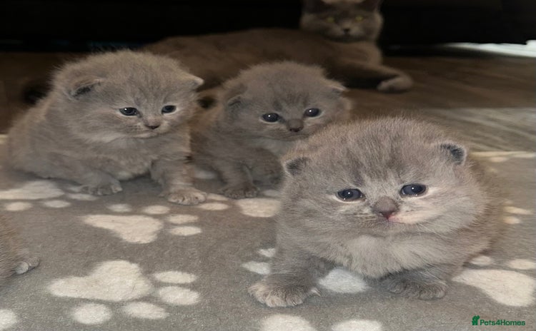 Scottish Fold cats - Advert 2