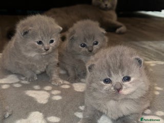 Scottish Fold cats - Advert 1