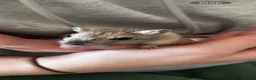 Gerbil rodents for sale: 2 female gerbils in Cardiff - Advert 9