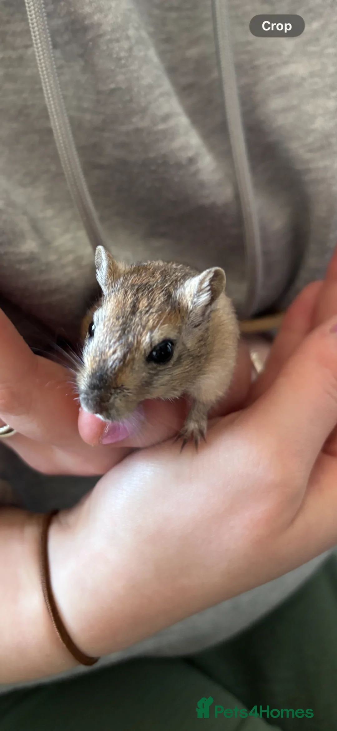 Gerbil rodents for sale: 2 female gerbils in Cardiff - Advert 9