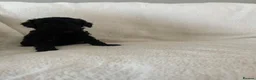 Maltipoo dogs for sale: Beautiful F1b Toy Maltipoo Puppies For Sale - Advert 17