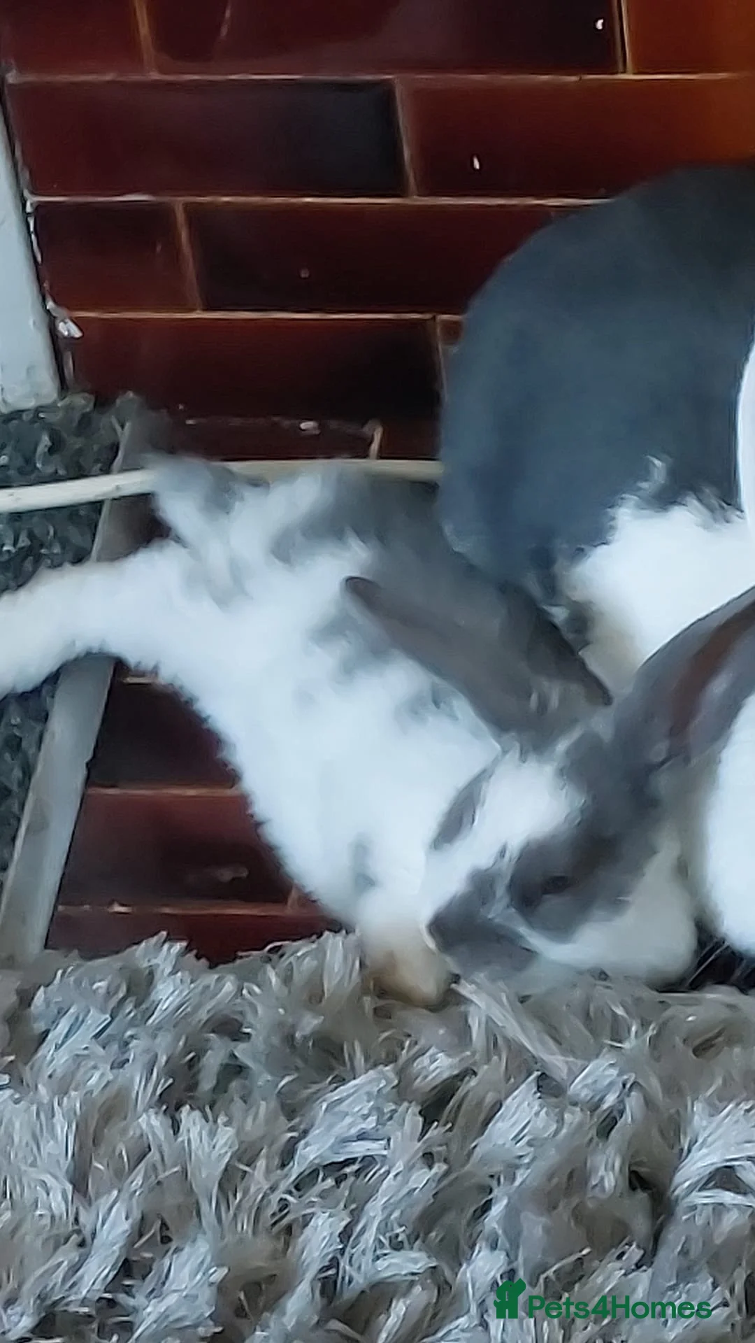 Mixed Breed rabbits for sale: 2 mixed lion head and Dutch baby bunnies  - Advert 5