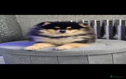 Pomsky dogs for sale: Pomsky puppies very small toy size F3  - Image 4