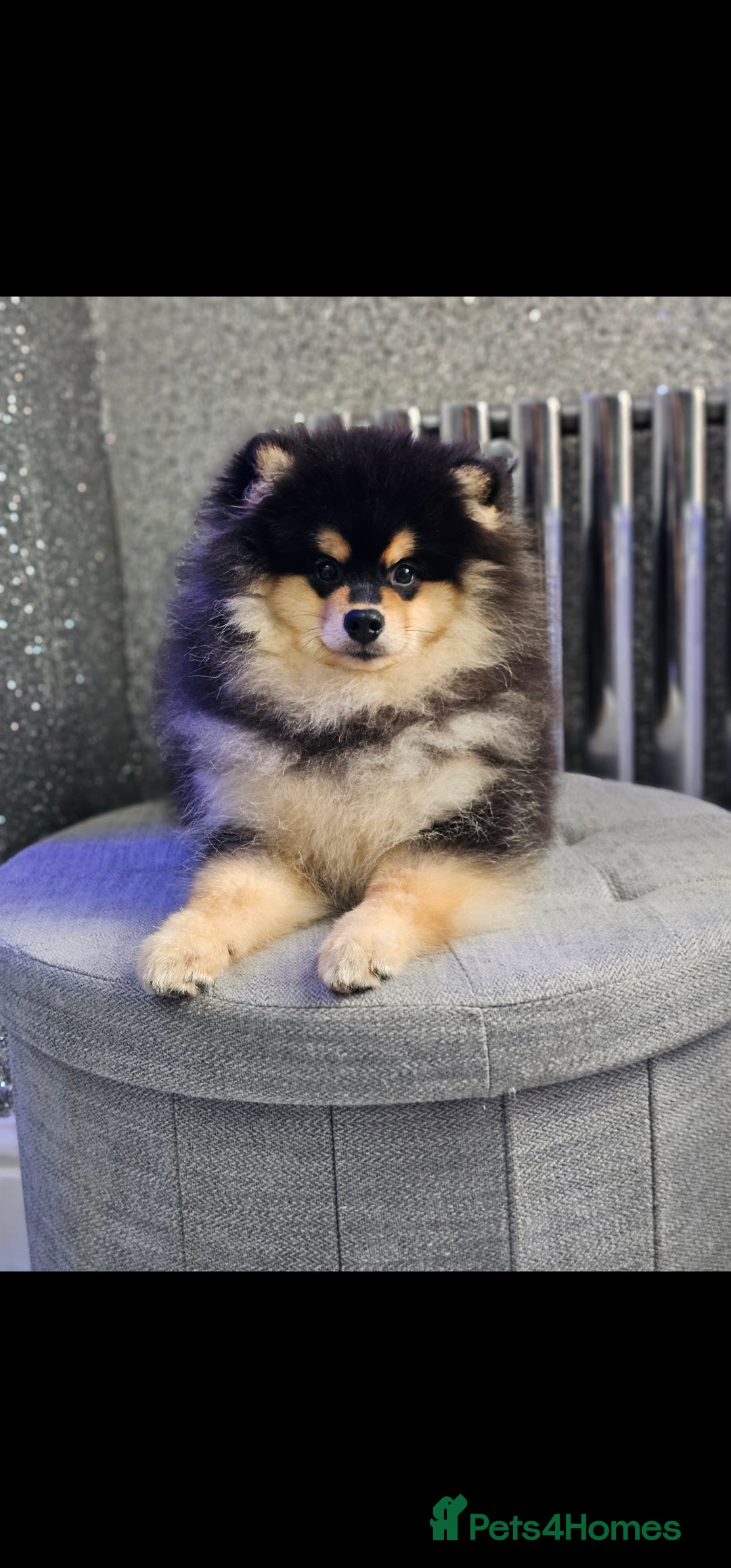 Pomsky dogs for sale: Pomsky puppies very small toy size F3  - Image 4