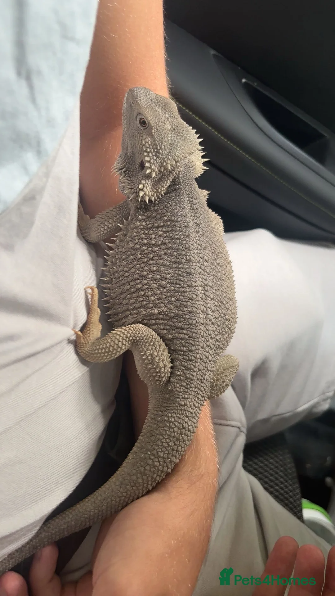 Bearded Dragon reptiles for sale: Bearded dragon zero - Advert 1