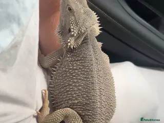 Bearded Dragon reptiles Bearded dragon zero - Advert 2