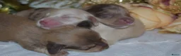 Miniature Dachshund dogs for sale: KC Long Coat Miniature Dachshund Puppies - Advert 12