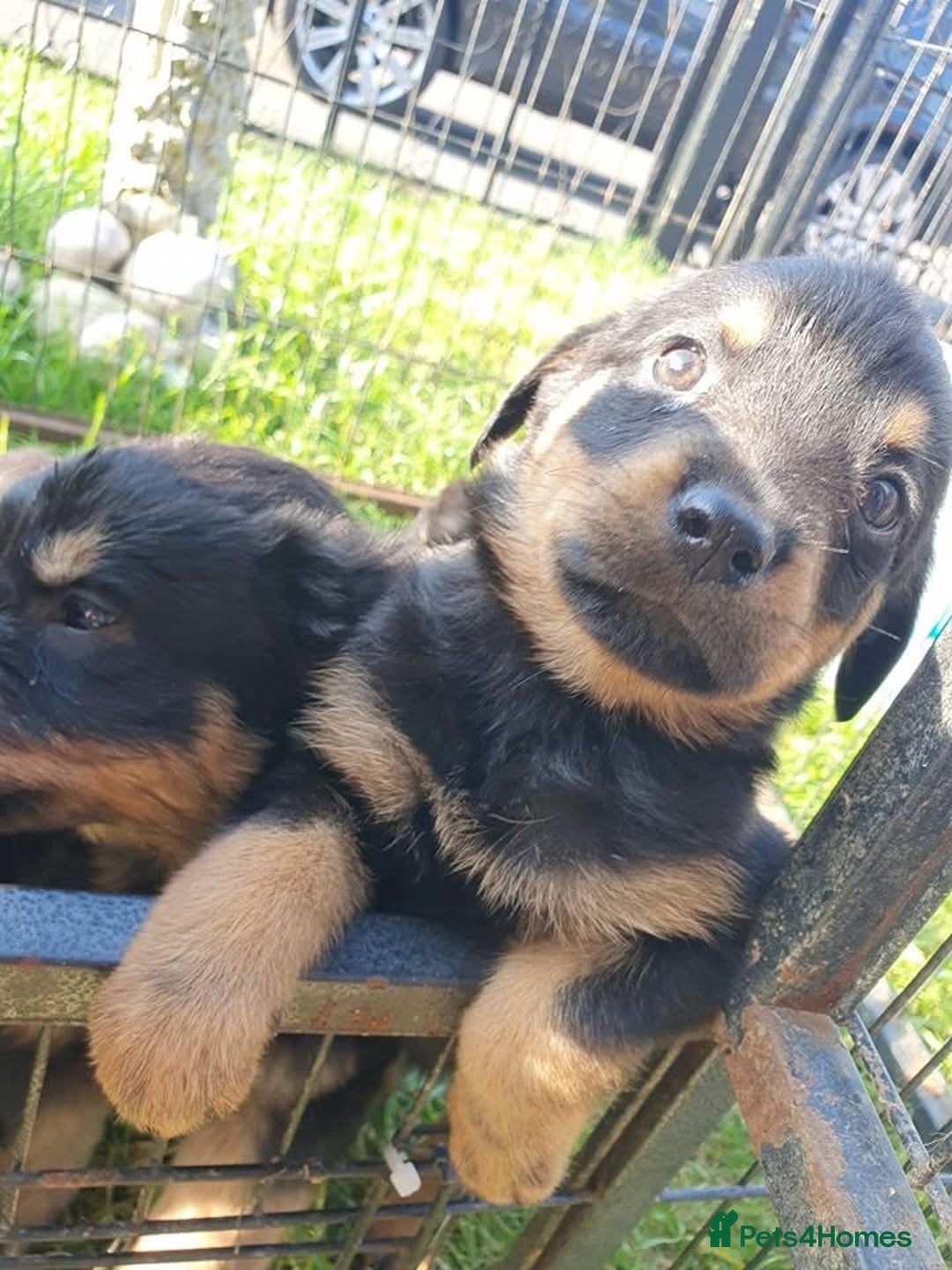 Rottweiler dogs for sale: Loving Rottweiler Puppies for Forever Homes - Advert 5