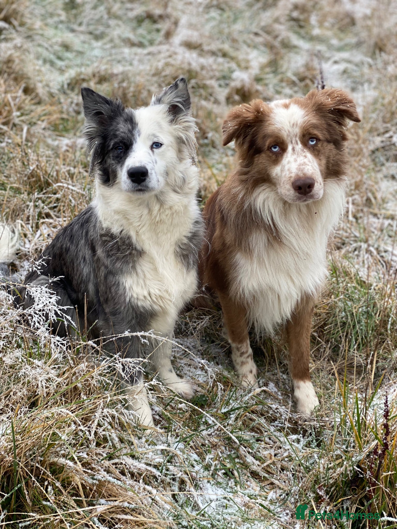 Border Collie dogs for adoption: *READ ATTENTIVELY*  New Home for 6YO Border Collie in Banbury - Advert 7