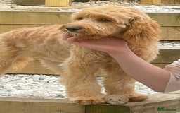 Cavapoo dogs for sale: Black cavapoo puppy  - Advert 1