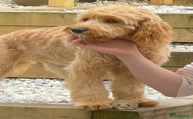 Cavapoo dogs Black cavapoo puppy  - Advert 4