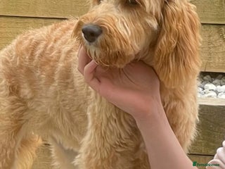 Cavapoo dogs Black cavapoo puppy - Advert 1