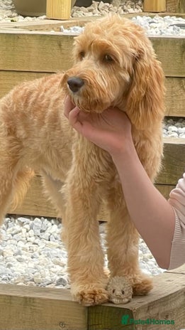 Cavapoo dogs Black cavapoo puppy - Advert 11