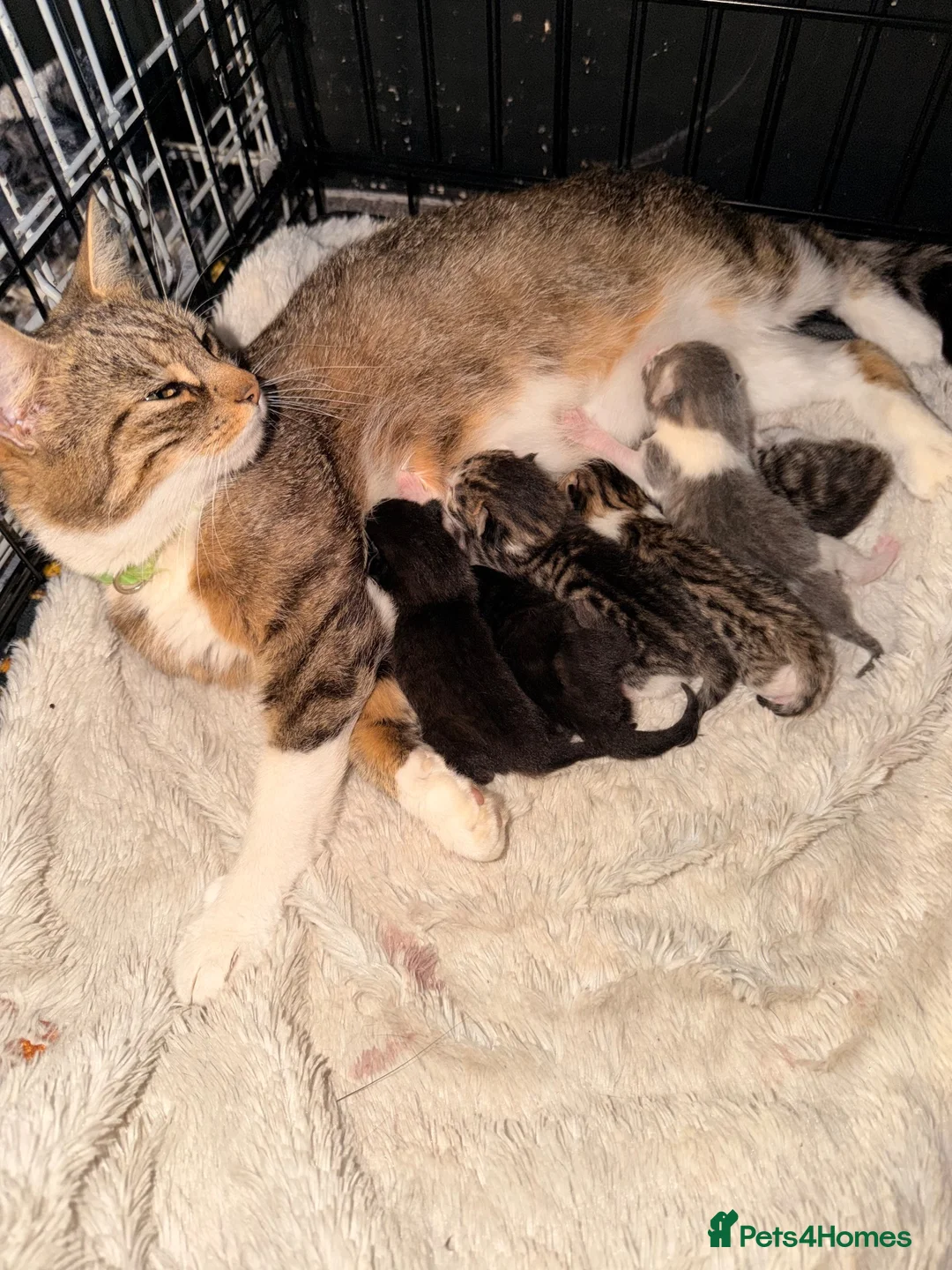 British Shorthair cats for sale: *** Beautiful Kittens *** - Advert 1