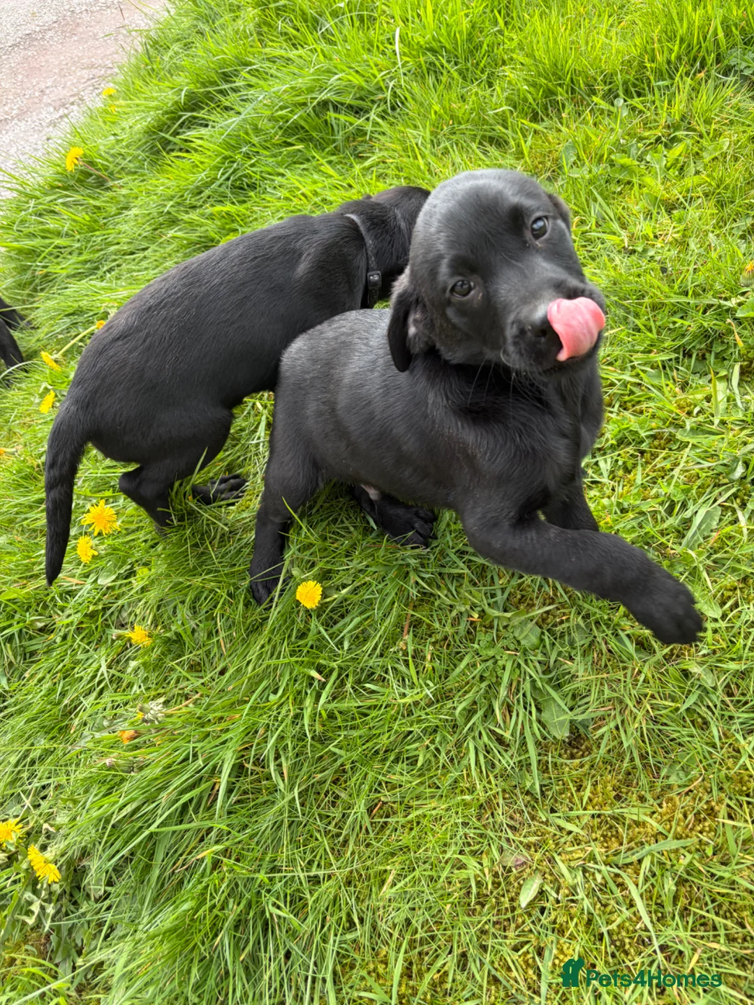 Labrador Retriever dogs for sale: 1 boy left Kc registered Labrador puppies   - Advert 4