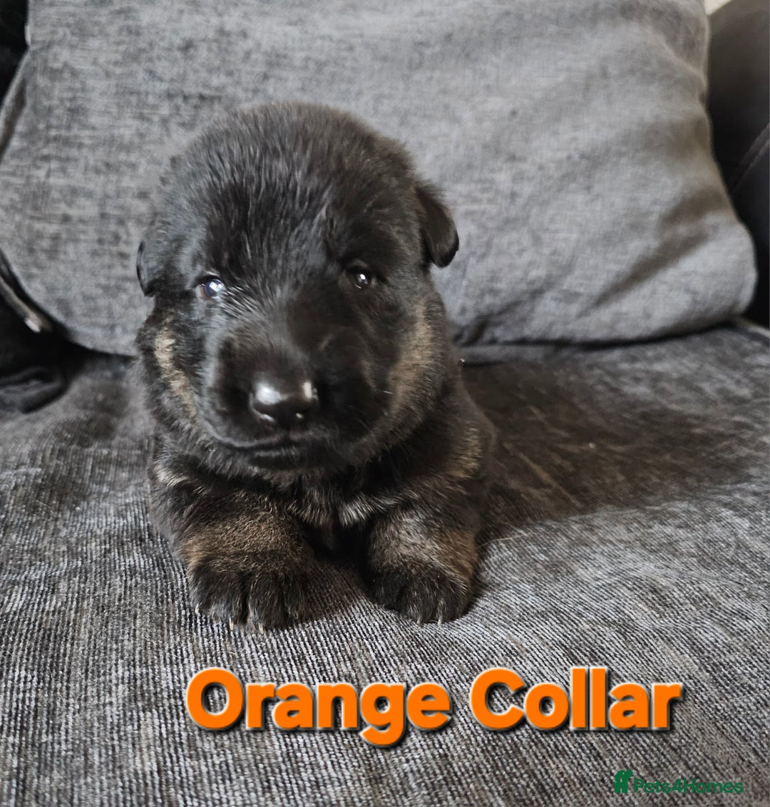 German Shepherd dogs for sale: ✴️3 purebred KC registered straight back GSP's✴️ - Advert 17