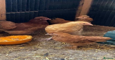 Chickens poultry - Advert 2