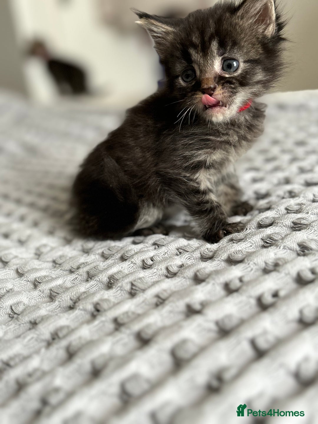 Maine Coon cats for sale: 🌟Adorable kittens now ready 4 forever home🌟 - Image 9