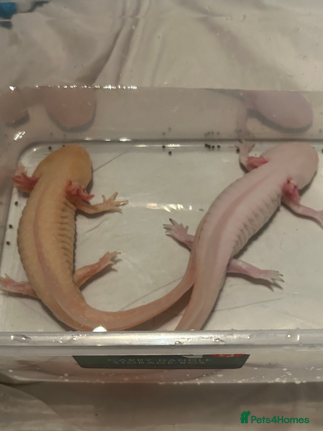 Axolotl reptiles for sale: Pair of axylotls - Advert 1