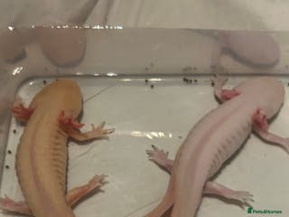 Axolotl reptiles Pair of axylotls - Advert 1