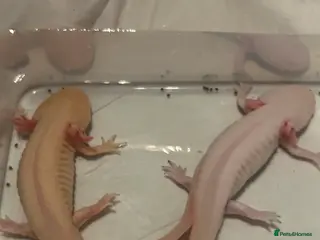 Axolotl reptiles Pair of axylotls - Advert 2