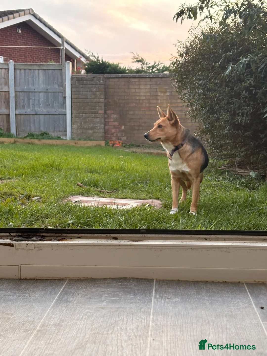 Welsh Collie dogs for sale: Nellie the sheepdog -  **  in Colwyn Bay - Advert 2