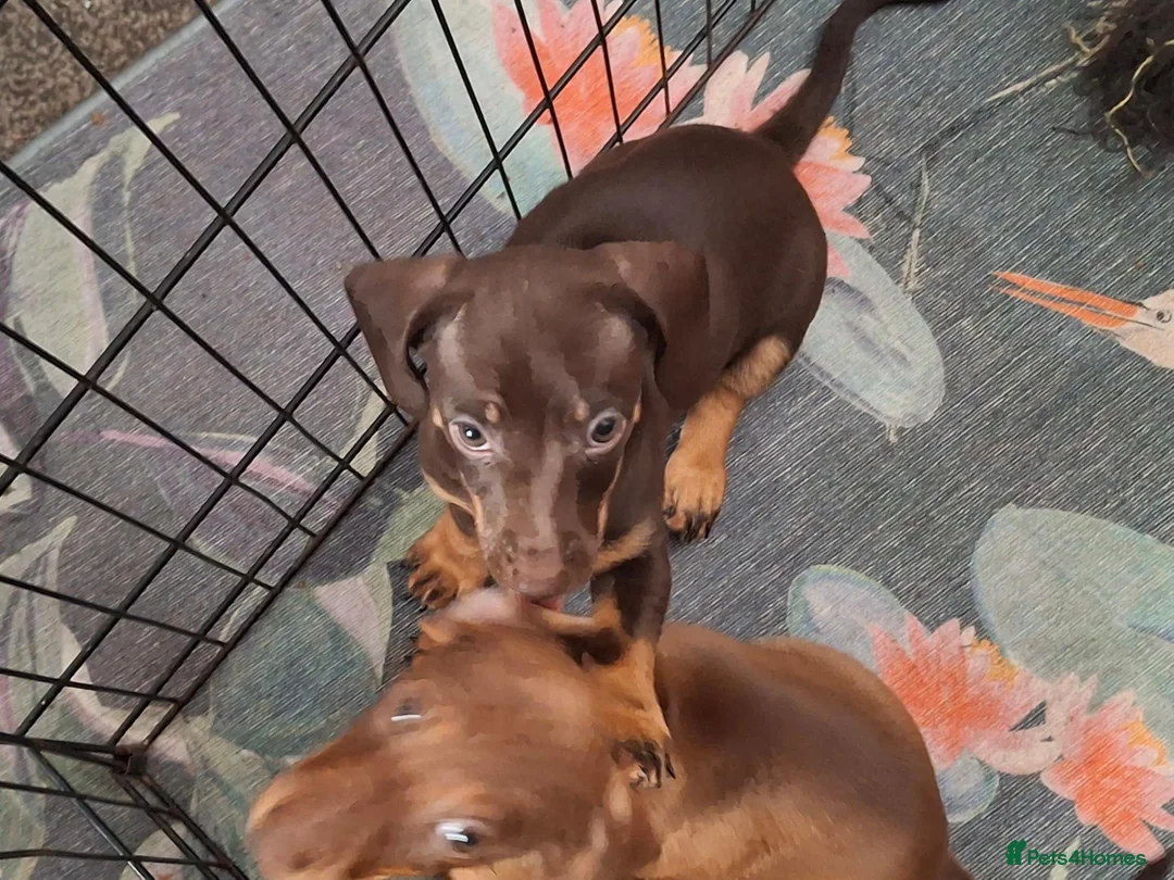 Dachshund dogs for sale: Dachshund puppies  - Advert 6