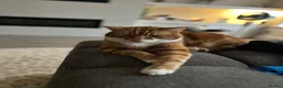 British Shorthair cats for sale: Muffin and pumpkin, both 4 year old house cats - Advert 14
