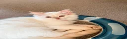 Ragdoll cats for sale: 4 ragdolls awaiting forever homes  - Advert 1