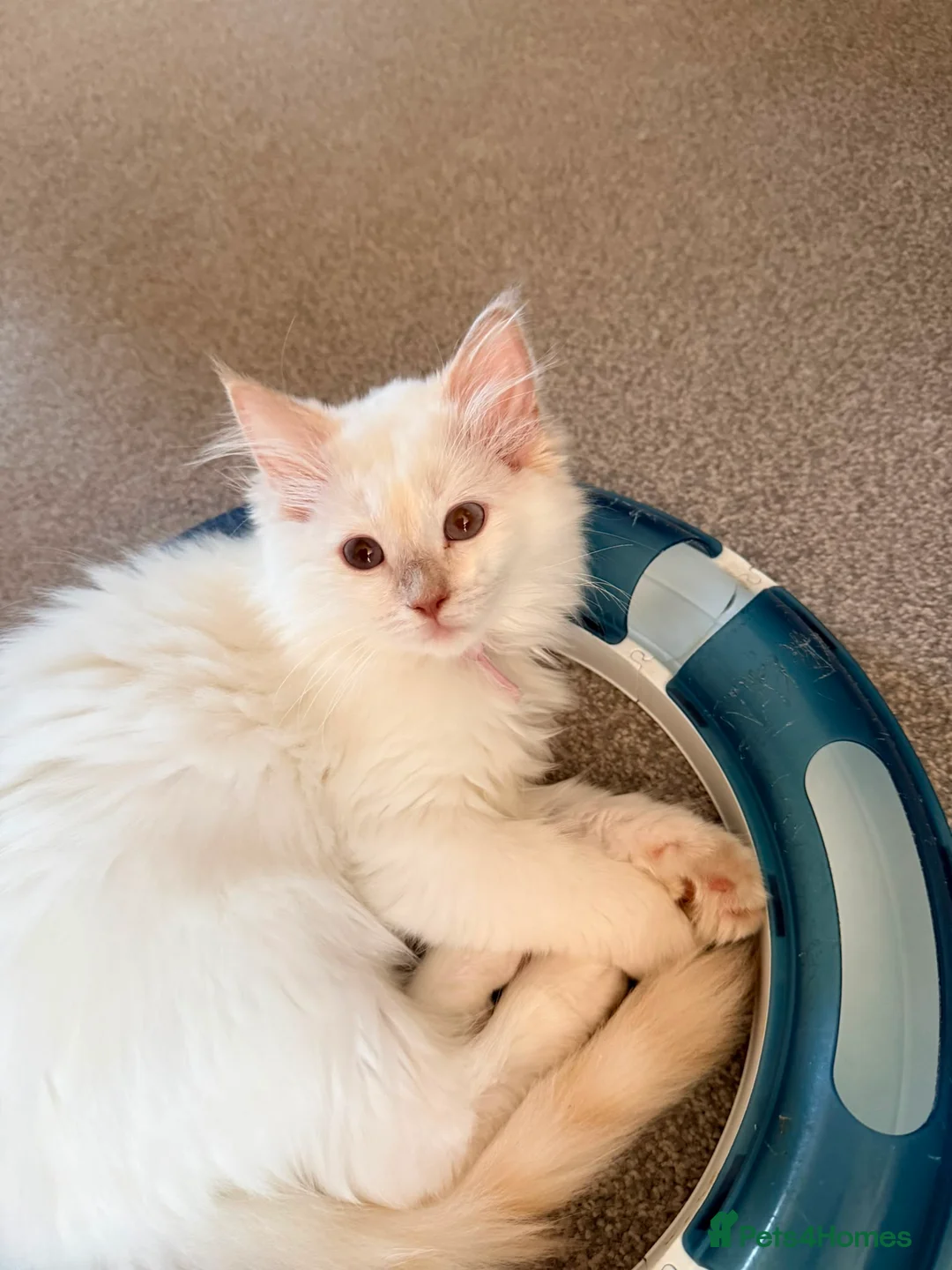 Ragdoll cats for sale: 4 ragdolls awaiting forever homes  - Advert 1