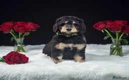Bernedoodle dogs for sale: 6 medium f1 bernedoodle puppies for sale  - Image 7