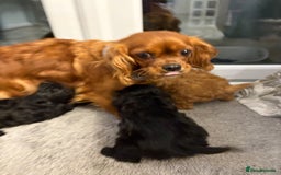 Cavapoo dogs for sale: F2 cava poo puppies  - Advert 6