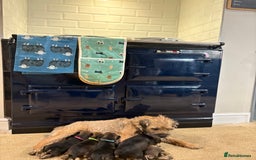 Border Terrier dogs for sale: Gorgeous Border Terrier Puppies looking for homes - Image 2